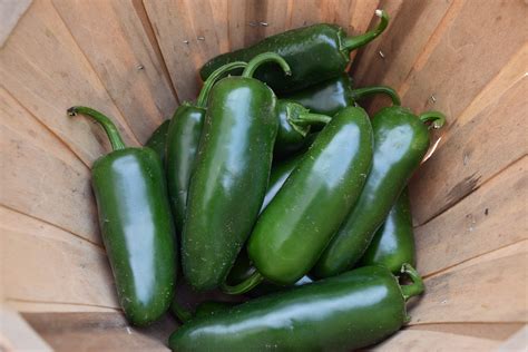 El jalapeño - Sep 30, 2020 · Jalapeños are a good source of vitamin A, which supports skin and eye health. In 1/4 cup sliced jalapeño peppers, you'll get about 8% of the recommended daily amount of vitamin A for men and 12% for women. Jalapeños are also a good source of vitamin B6, vitamin K, and vitamin E.